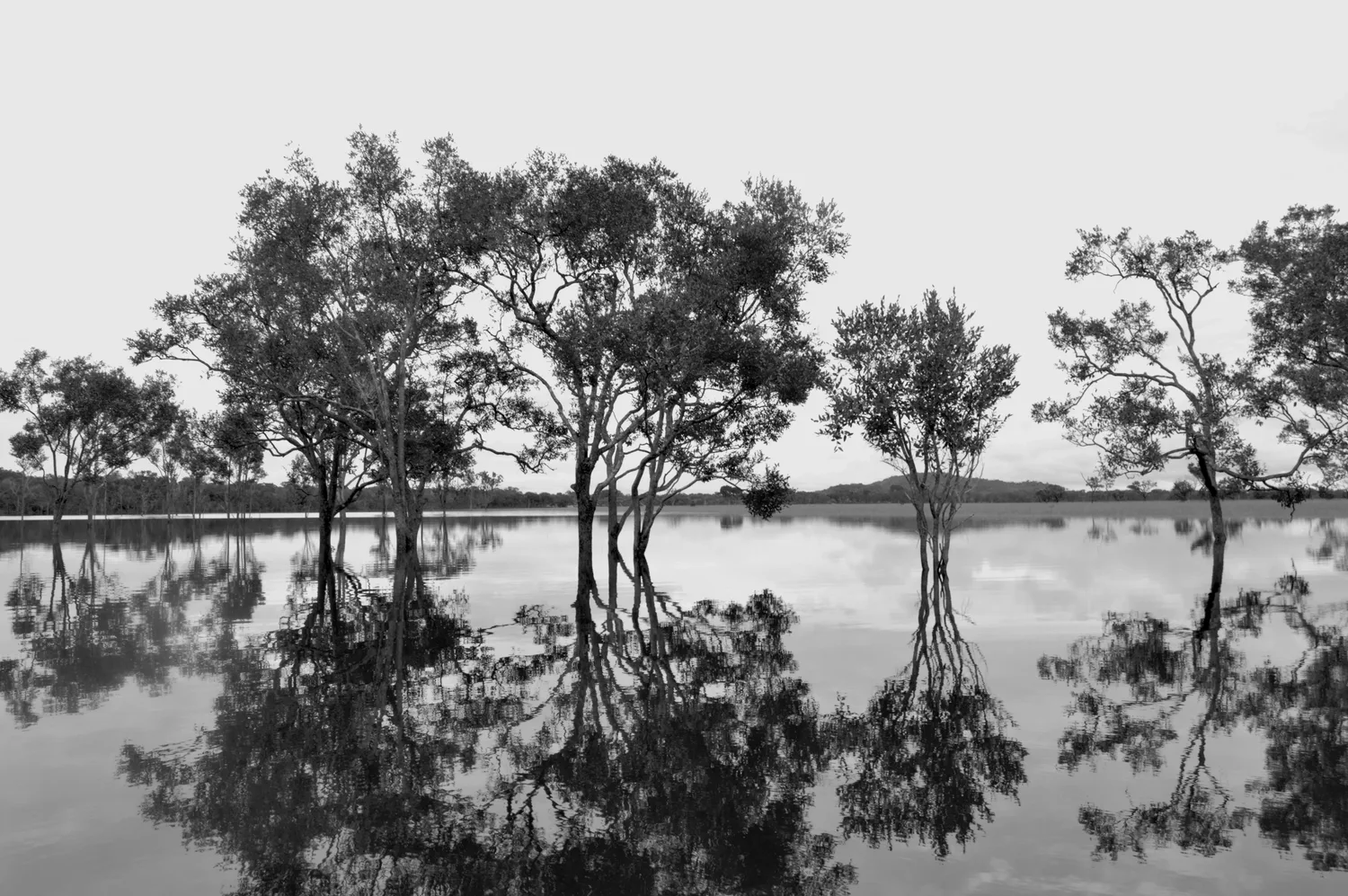 Árboles en pie sobre las aguas inundadas de la sabana, reflejados como en un espejo bajo un cielo pálido (blanco y negro)