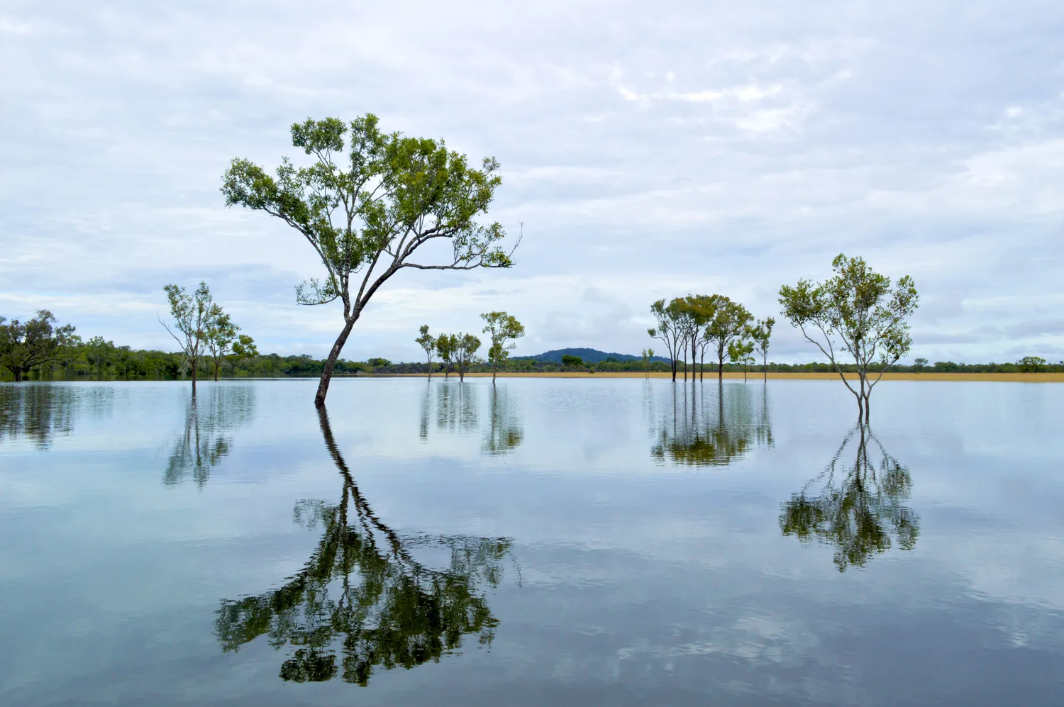 Un árbol solitario de copa amplia se refleja en las aguas quietas de una llanura inundada, con árboles dispersos en la orilla y una colina al fondo
