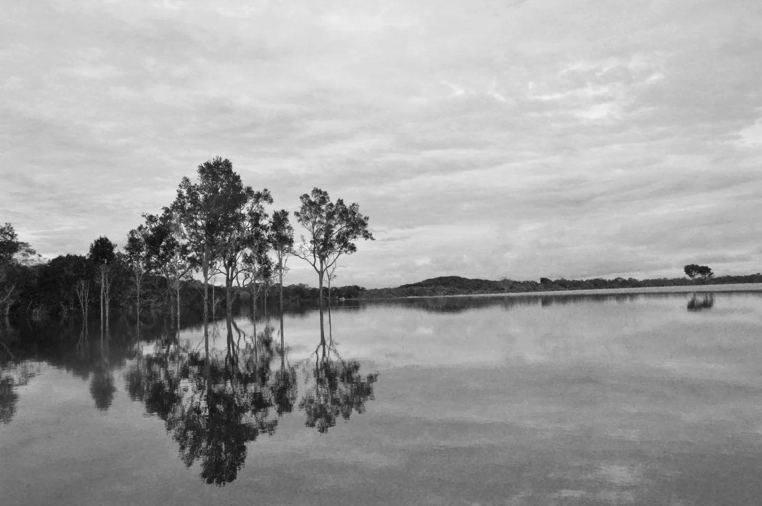 Grupo de árboles esbeltos al borde del agua, reflejados sobre una superficie serena, con el horizonte boscoso y un cielo nublado (blanco y negro)
