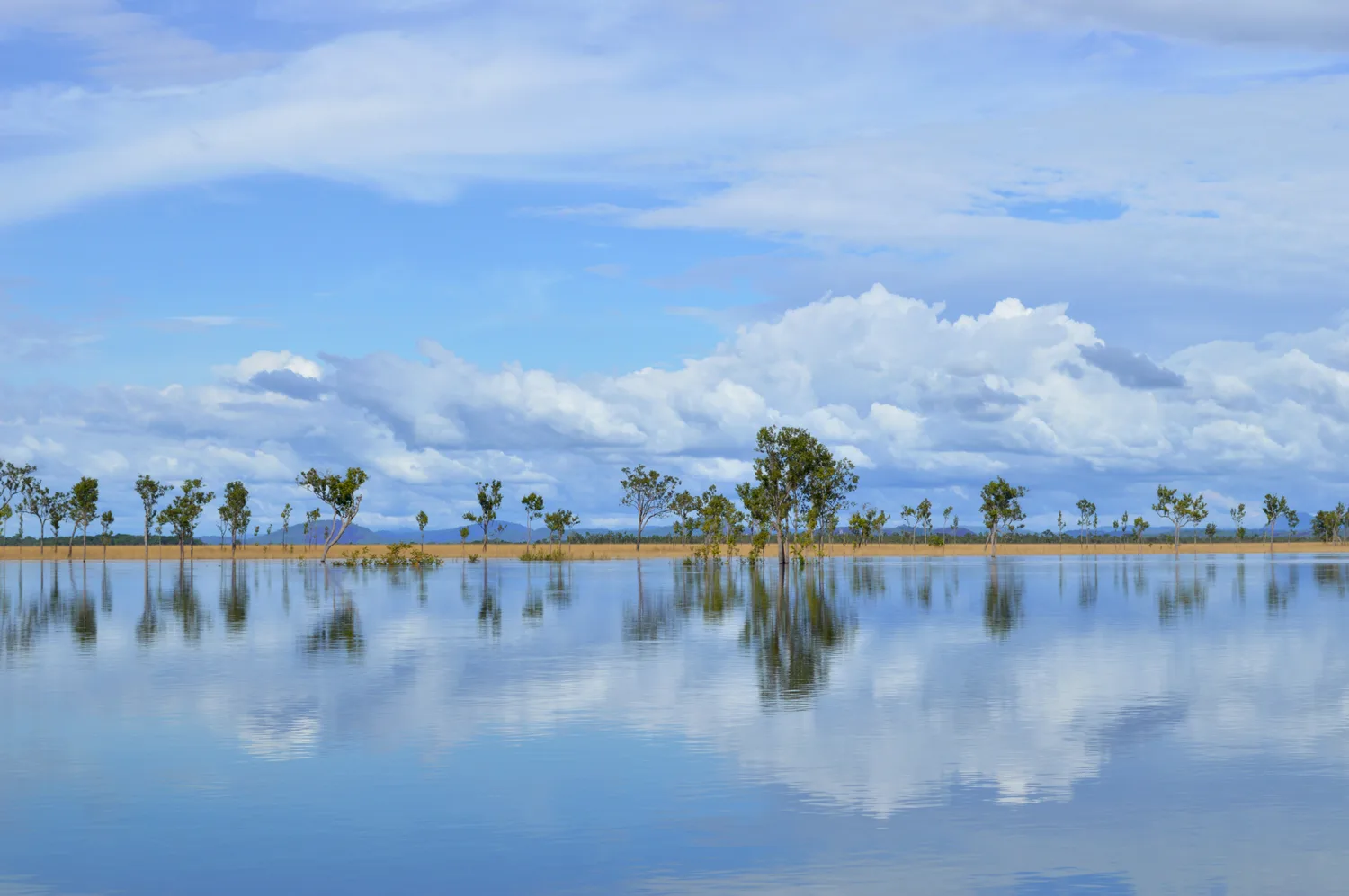 Una larga hilera de árboles sobre una orilla de pasto dorado se refleja en aguas azules y quietas bajo un amplio cielo de nubes