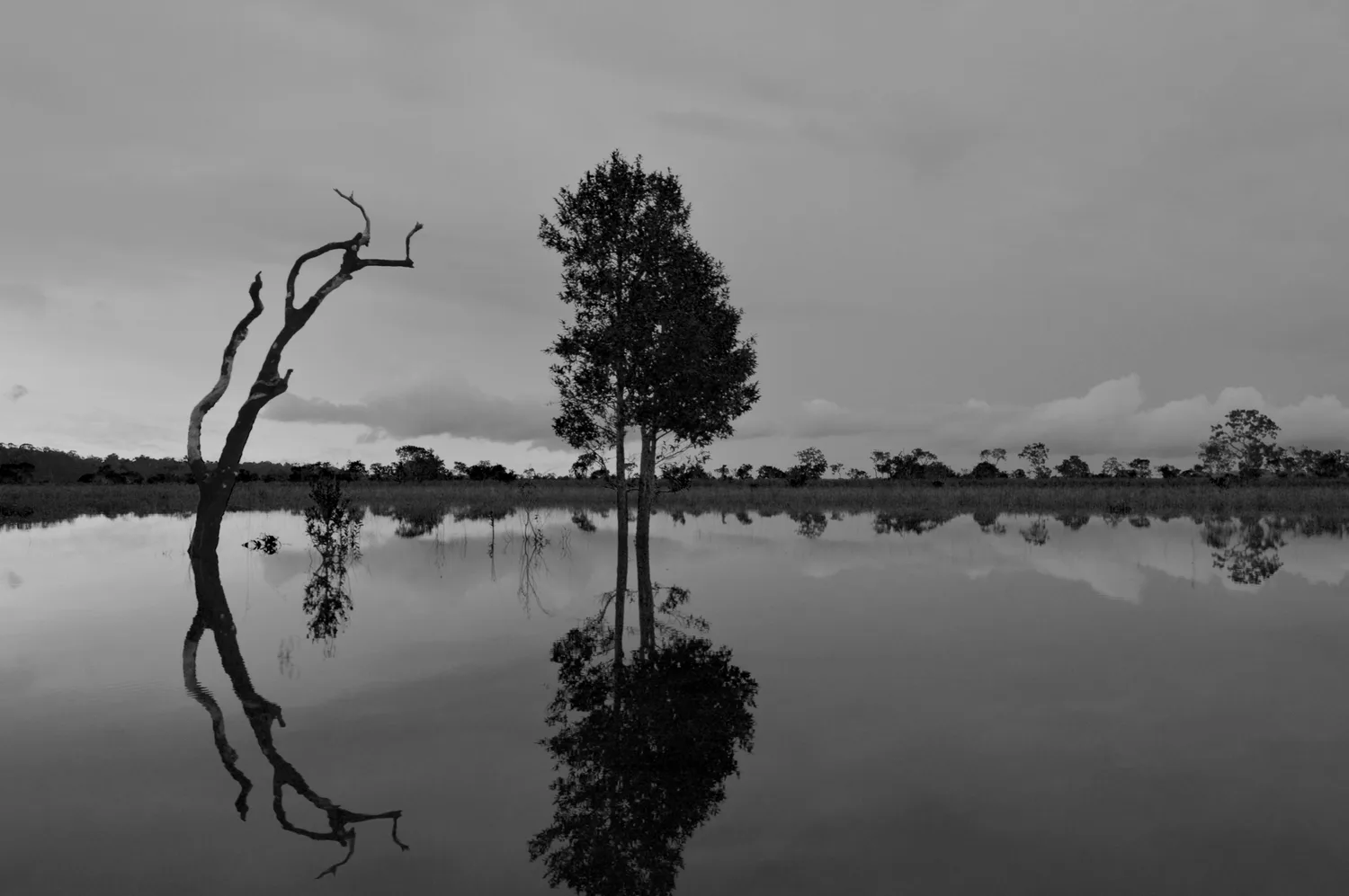 Un árbol frondoso junto a un tronco seco de ramas desnudas se yerguen sobre el agua quieta al anochecer, reflejados en la superficie (blanco y negro)