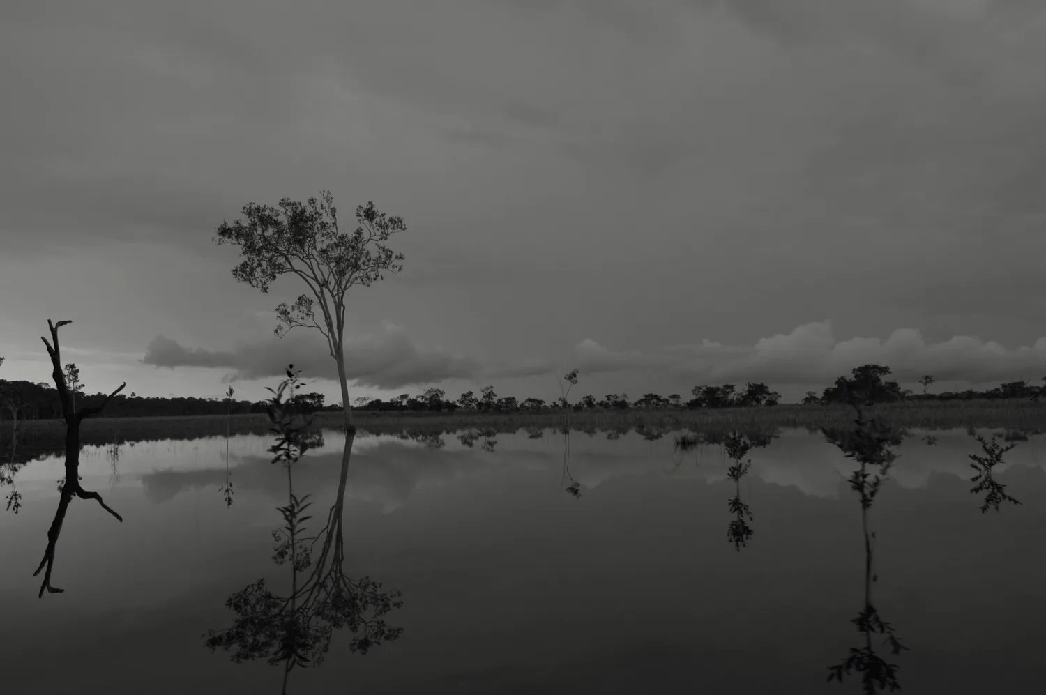 Un árbol solitario en la sabana inundada al atardecer, con nubes densas y reflejos nítidos sobre el agua oscura (blanco y negro)